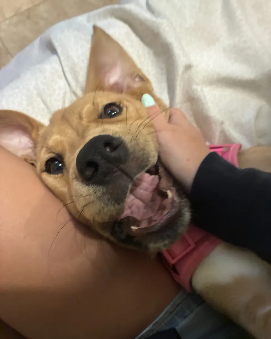 A happy tan dog snuggling into Isabella's arm