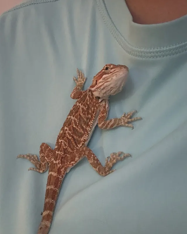 A bearded dragon resting on Isabella's shoulder