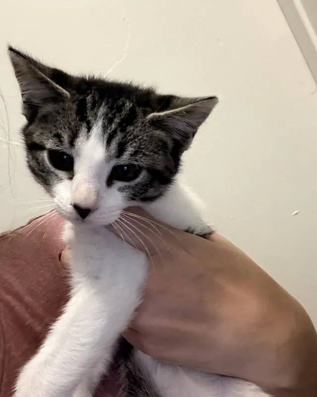 A tabby and white kitten being held