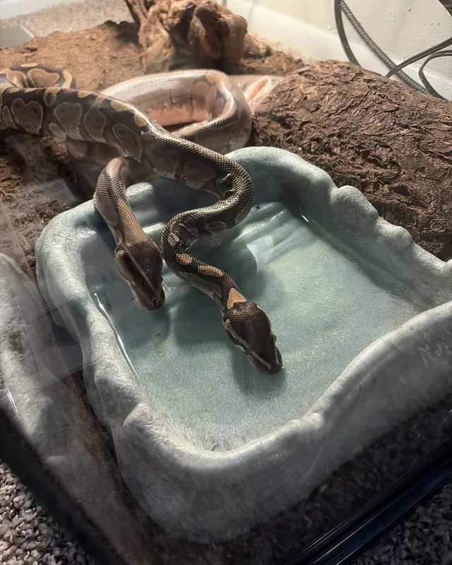 A ball python in its enclosure by the water dish