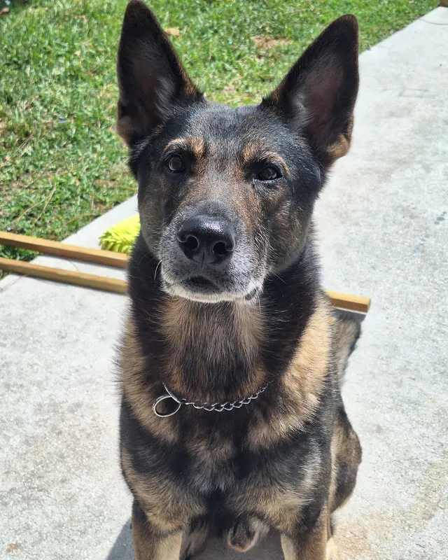A German shepherd sitting in the sun