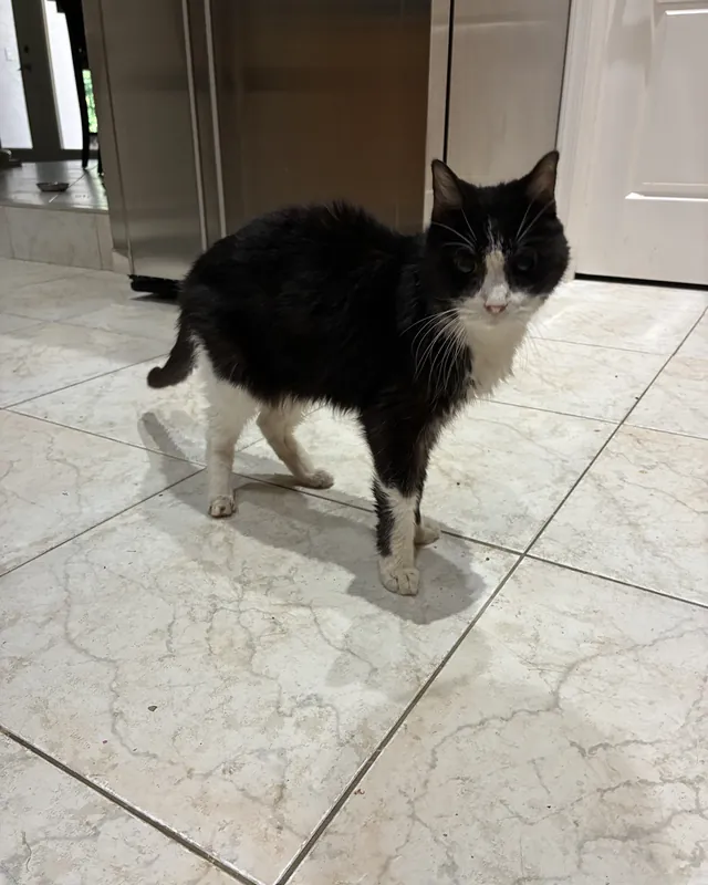 A black and white tuxedo cat in the kitchen