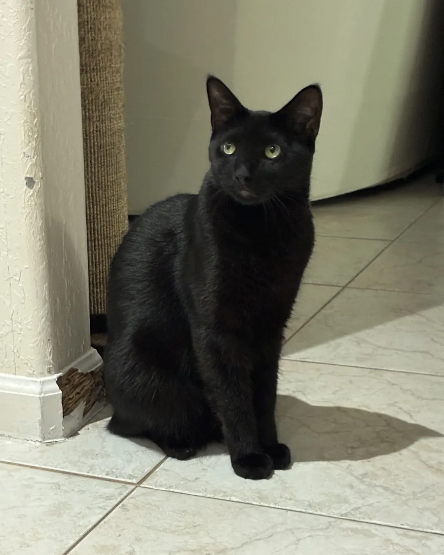 A sleek black cat sitting calmly at home