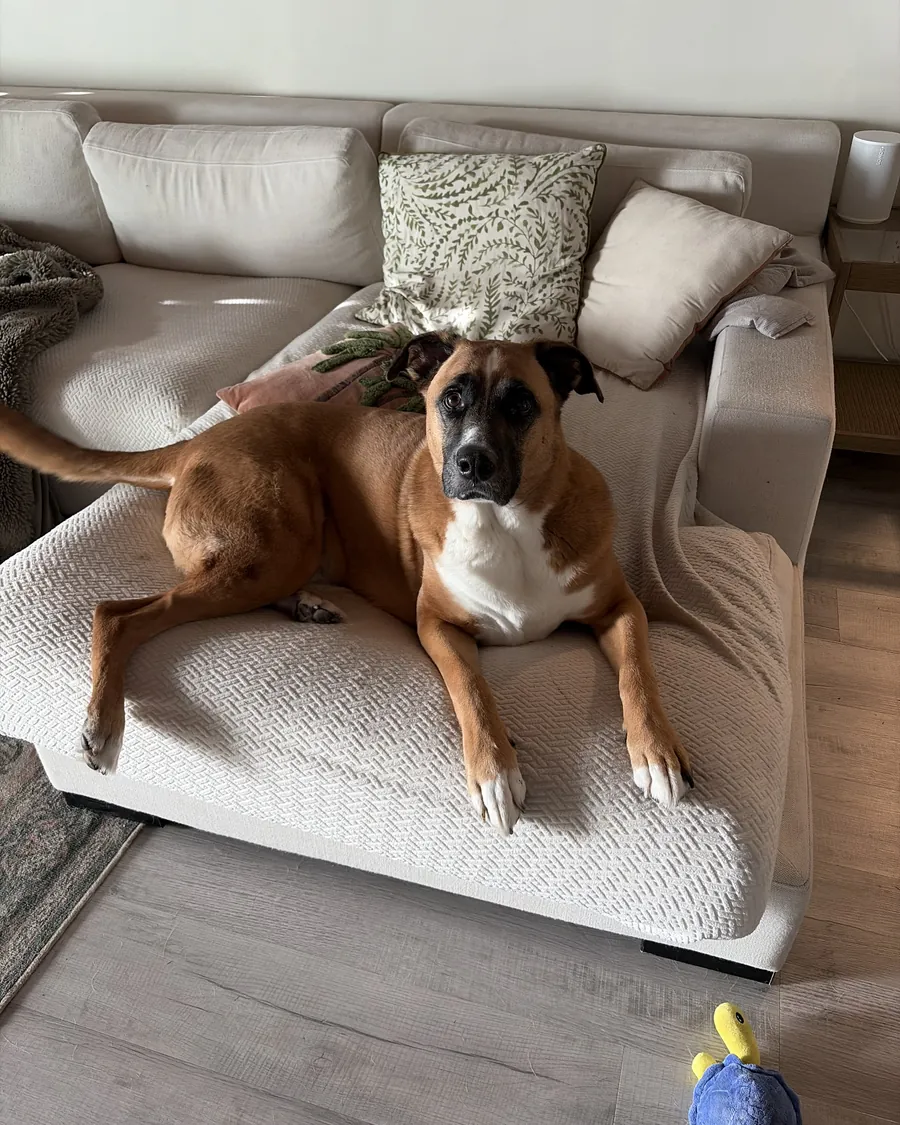 A boxer mix relaxing on a living room sofa